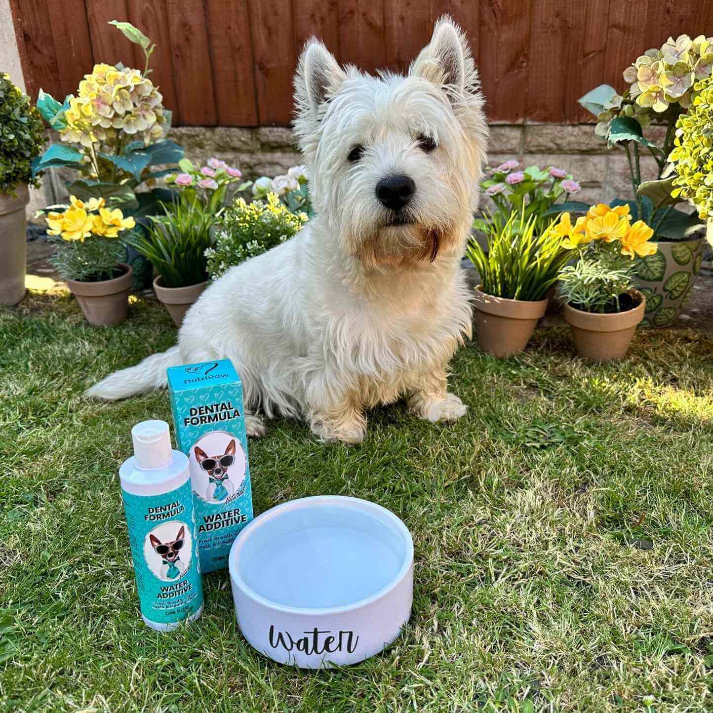 Pet Smile Water Additive